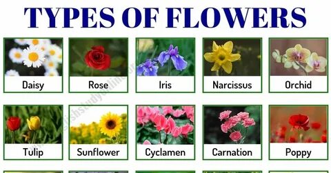 Types of Flowers: List of 50+ Popular Flowers Names with The