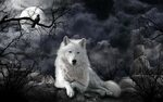 White Wolves Wallpapers - 4k, HD White Wolves Backgrounds on