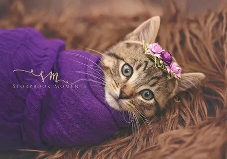 Daughter Demands Newborn Photoshoot For Her Stray Kitty, Mot