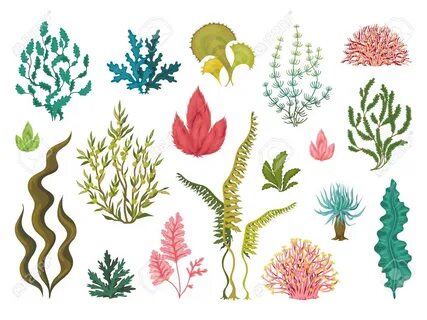 Seaweeds. Underwater Ocean Plants, Sea Coral Elements, Hand 