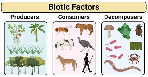 Biotic Factors - Floss Papers