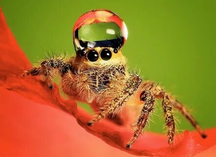 Fashionable Jumping Spiders Jumping spider, Water hat, Cute 