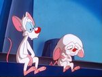 Pinky And The Brain Photos posted by Zoey Thompson