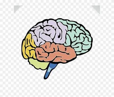 cartoon human brain drawing - Clip Art Library