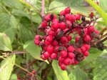 Free Images : nature, fruit, berry, flower, food, red, produ