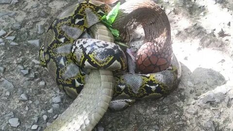 King cobra and python, Borneo 17th July 2017 - YouTube