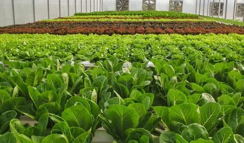 Domestic vegetable production increases in 2020 - Khmer Post
