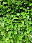 1280x1024px free download HD wallpaper: green leaves, bush, 
