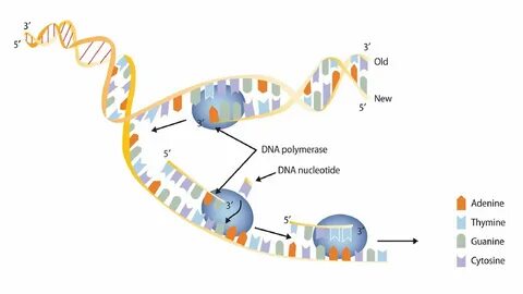 Bidirectional Replication of DNA. - YouTube