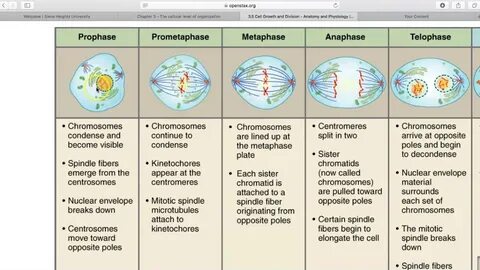 Basic look at cell growth and division - YouTube