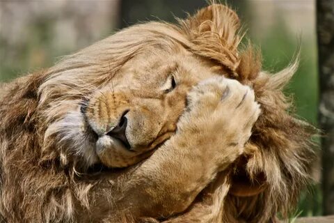 animals facepalm lions 2400x1600 wallpaper High Quality Wall