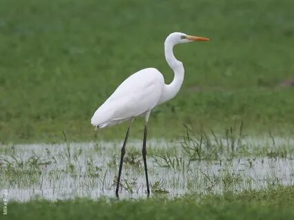 Ardea alba (Great White Egret) Большая белая цапля Bird phot