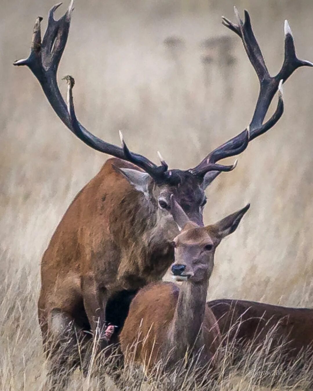 Visit http://www.rodweyphotography.com . #richmondpark #deer #rutting #land...