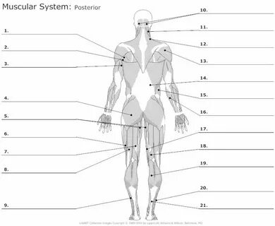 Leg Muscle Diagram Unlabeled - Human Anatomy