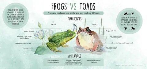 Information About Frogs And Toads