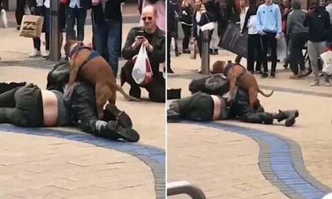 Dog starts humping a man's leg during street brawl in Irelan