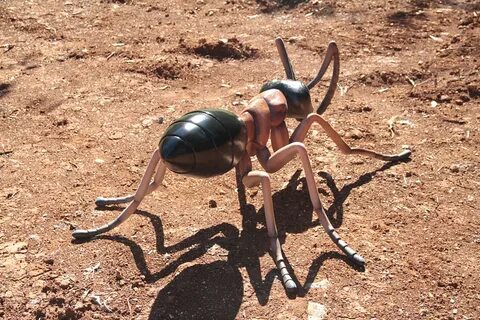 Самый большой муравей в мире: какие виды наиболее крупные, г