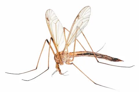 What are Mosquito Eaters? INSECTCOP