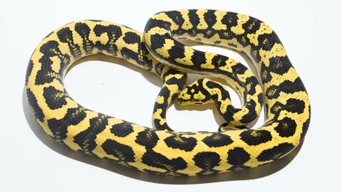 Jungle Carpet Pythons - Morelia spilota cheynei