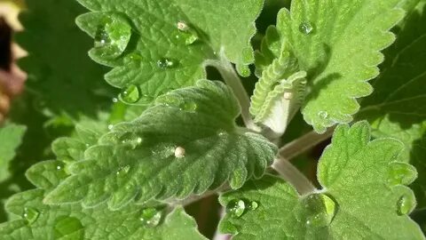 Catnip - Learn About Nature