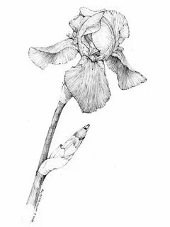 whitmeyer1-iris-1budgraphiteonpaper.jpg (600 × 800) Flower l