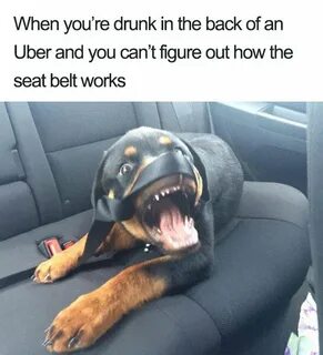 Animals Using Uber Funny dog memes, Funny animal memes, Dog 