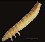 Ventral view (head on left) of larva of the lesser mealworm,