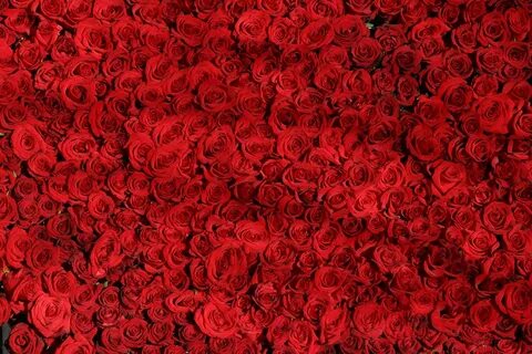 Rose roses flowers red valentine wallpaper 1920x1280 1307801