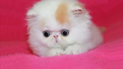 Persian Kittens Are Too Cute - Cute Persian Kitten Videos NE