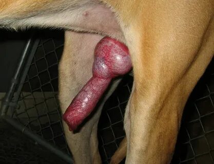 Great Dane Pussy - Porn Sex Photos