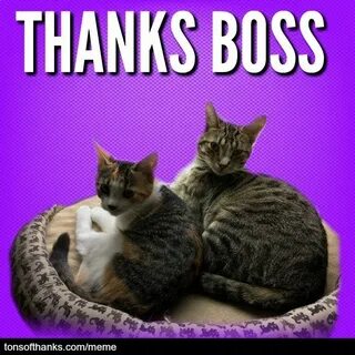 51 Nice Thank You Memes With Cats Thank you memes, Thanks bo