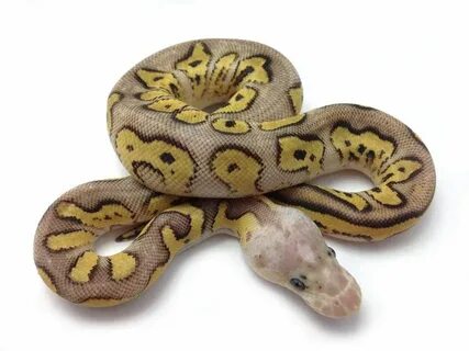 Pastave Clown - Morph List - World of Ball Pythons Ball pyth