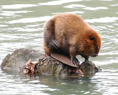 Beaver wallpapers, Animal, HQ Beaver pictures 4K Wallpapers 