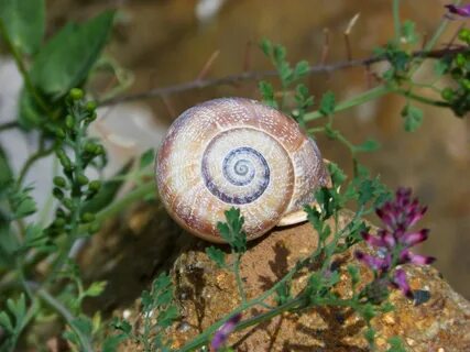 Free Images : spiral, biology, flora, fauna, shell, inverteb