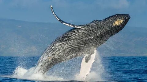 Морская экскурсия с горбатыми китами от "Два Банана" CBS MED