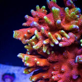 Online Live Corals Shop - Top Shelf Aquatics