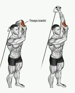Pin on triceps workout plan