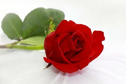 Romantic Red Roses Love Related Keywords & Suggestions - Rom