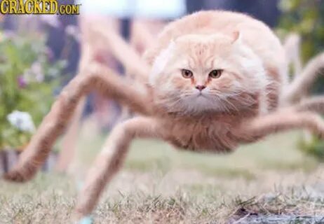 spider cat, Spider cat... - Album on Imgur