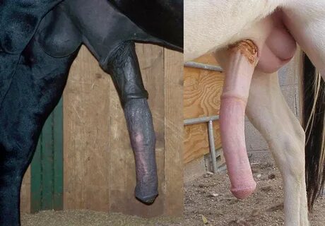 Big horse dicks cumming - Best adult videos and photos