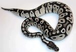 Which Pastel Ball Python is Right for You to Pet? - Your Pet