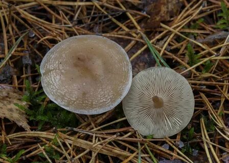 Говорушка налиственная (clitocybe phyllophila) фото и описан