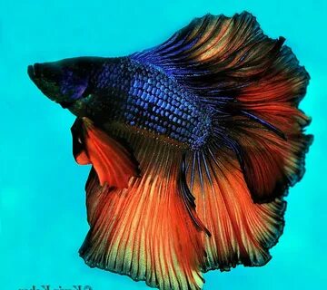 Picture of Betta Fish on Animal Picture Society
