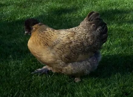 chicken hybrid pictures - Google Search. Silkie x Cochin has