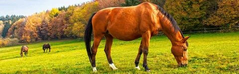 Zecken: Borreliose und weitere Risiken fürs Pferd
