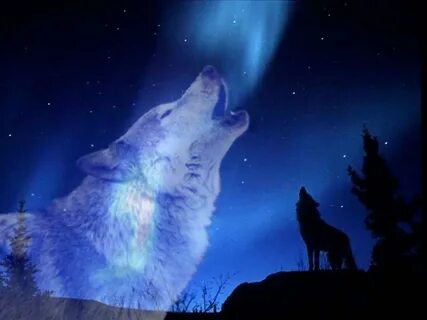 Wolf Howling At The Moon Drawing - Mahilanya