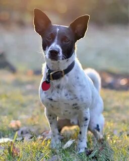 Rat Terrier - 72 photo