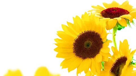 Sunflower Borders Frames Related Keywords & Suggestions - Su