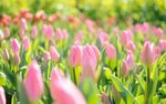 обои : Тюльпаны, цветы, Поле, Розовый 2560x1600 - wallpaperU
