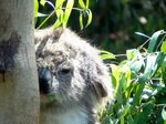 Koala Bear Wallpapers (58+ background pictures)